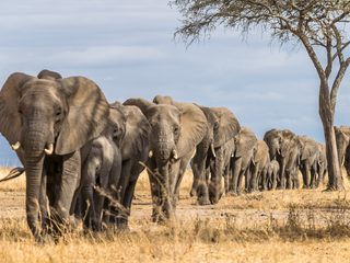 20210212153419-Tarangire National Park elephants.jpg